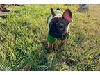 French Bulldog Puppy for sale in Atlanta, GA, USA