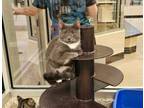 Adopt Guadosalam 53158 a Domestic Medium Hair, Domestic Short Hair