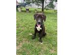 Adopt Athena a Labrador Retriever