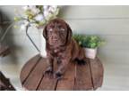 Labrador Retriever Puppy for sale in Springfield, MO, USA