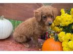 Mutt Puppy for sale in Columbia, MO, USA