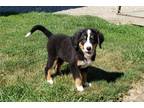 Bernese Mountain Dog Puppy for sale in Fort Wayne, IN, USA