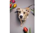 Adopt Winnie a Pit Bull Terrier, Mixed Breed