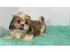 Shih Tzu Puppy for sale in Springfield, MO, USA