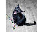 Adopt Guinevere a Domestic Short Hair