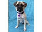 Adopt Hayden a Pug