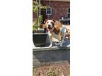 Adopt Digger a Pit Bull Terrier, Jack Russell Terrier