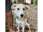 Adopt Bella a Great Pyrenees, Cattle Dog