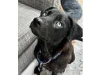 Adopt Gemma Blu a Australian Shepherd, Labrador Retriever