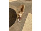 Adopt Aussie a Australian Shepherd, Mixed Breed