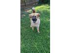 Adopt Sweet Pea a Chow Chow, Anatolian Shepherd