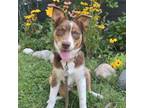 Adopt Evee a Australian Shepherd