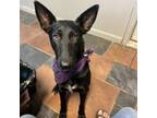 Adopt Dixie a Belgian Shepherd / Malinois, Mixed Breed