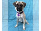 Pug Mix DOG FOR ADOPTION RGADN-1323603 - Hayden - Pug / Mixed (short coat) Dog