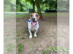 Jack Russell Terrier DOG FOR ADOPTION RGADN-1323856 - Matty - Jack Russell
