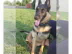 German Shepherd Dog DOG FOR ADOPTION RGADN-1323979 - Jade - German Shepherd Dog