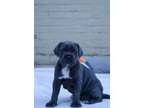 ASJH Cane corso puppies