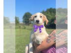 Borador DOG FOR ADOPTION RGADN-1324073 - Cottony Orianna - Border Collie /