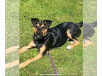 German Shepherd Dog-German Wirehaired Pointer Mix DOG FOR ADOPTION RGADN-1324123