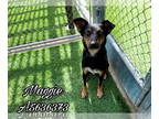 Australian Kelpie-Beauceron Mix DOG FOR ADOPTION RGADN-1324168 - MAGGIE -