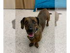 Basset Hound Mix DOG FOR ADOPTION RGADN-1324272 - TIGER - Basset Hound / Mixed