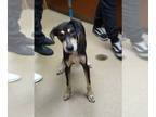 Doberman Pinscher Mix DOG FOR ADOPTION RGADN-1324300 - A070500 - Doberman