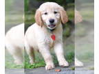 Golden Retriever DOG FOR ADOPTION RGADN-1324382 - Lacey - Golden Retriever Dog