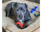 American Staffordshire Terrier DOG FOR ADOPTION RGADN-1324487 - DERRY - American