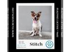 Pembroke Welsh Corgi-Rat Terrier Mix DOG FOR ADOPTION RGADN-1324575 - Stitch