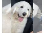 Great Pyrenees DOG FOR ADOPTION RGADN-1324628 - Atticus - Great Pyrenees (long