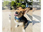 Pembroke Welsh Corgi Mix DOG FOR ADOPTION RGADN-1324749 - Sancho - Corgi /