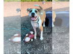 Boxador DOG FOR ADOPTION RGADN-1324774 - Romello Lizman - Labrador Retriever /