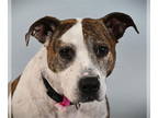 American Pit Bull Terrier Mix DOG FOR ADOPTION RGADN-1324783 - RUDY - Pit Bull