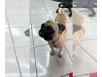 Pug Mix DOG FOR ADOPTION RGADN-1325056 - Oscar - Pug / Mixed (short coat) Dog