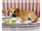 Black Mouth Cur Mix DOG FOR ADOPTION RGADN-1325189 - **LEXI** - Black Mouth Cur