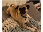 Jug DOG FOR ADOPTION RGADN-1325296 - Tulip - Pug / Jack Russell Terrier / Mixed
