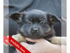 Corillon DOG FOR ADOPTION RGADN-1325411 - Rachel Green - Corgi / Papillon /