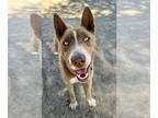 Siberian Husky Mix DOG FOR ADOPTION RGADN-1325476 - DAKOTA - Siberian Husky /