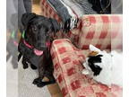 Labrador Retriever-Spaniel Mix DOG FOR ADOPTION RGADN-1325705 - Cody - Spaniel /