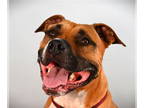 Staffordshire Bull Terrier Mix DOG FOR ADOPTION RGADN-1325740 - CISCO -