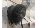 Pekingese DOG FOR ADOPTION RGADN-1326046 - Derrick - Darling Boy!