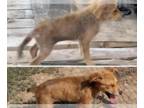 Red Heeler Mix DOG FOR ADOPTION RGADN-1326342 - Hans - Shepherd / Red Heeler /