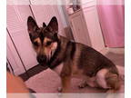 German Shepherd Dog-Huskies Mix DOG FOR ADOPTION RGADN-1326771 - TITI (COURTESY