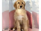 Golden Retriever DOG FOR ADOPTION RGADN-1326870 - Chocolate Chip #2814 - Golden