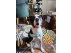 Adopt Milli a Pit Bull Terrier, Mixed Breed