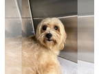Shih Tzu DOG FOR ADOPTION RGADN-1327043 - BELLA - Shih Tzu (medium coat) Dog For