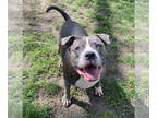American Pit Bull Terrier DOG FOR ADOPTION RGADN-1327052 - TT - American Pit
