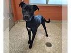 American Boston Bull Terrier DOG FOR ADOPTION RGADN-1327062 - MICKY MOOSE - Pit