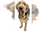 Airedale Terrier Mix DOG FOR ADOPTION RGADN-1327236 - A239639 - Airedale Terrier