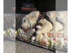 Great Pyrenees Mix DOG FOR ADOPTION RGADN-1327355 - Cheri - Great Pyrenees /